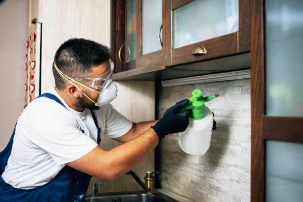 Best Flea Control Services  in Fair Oaks Ranch, TX